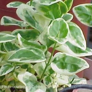 Vinca Vine, Growing Garden, Future Garden, Growing Gardens, Garden Plans, Propagating Plants, Farm Gardens, Plant Lady, Drought Tolerant