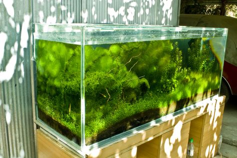 Outdoor Aquarium Ideas, Outdoor Aquarium, Fishing Pond, Aquarium Garden, Homes Ideas, Aquarium Ideas, Florida Homes, Garden Pond, Freshwater Aquarium