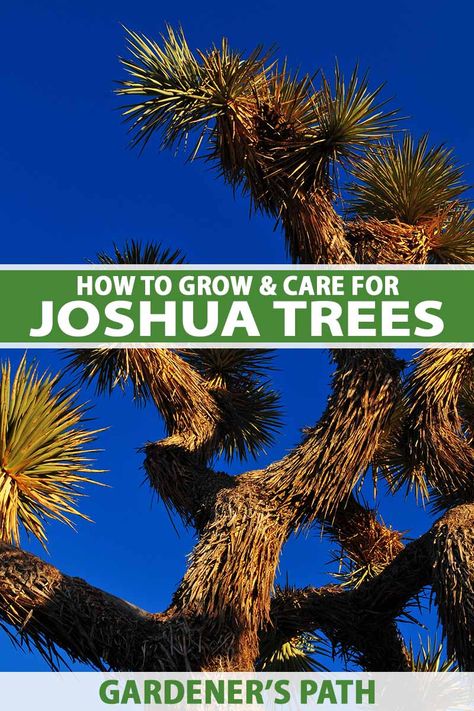 Desert Dweller, Vegetable Benefits, Waterwise Garden, Water Wise, Plant Species, Growing Tree, Endangered Species, Joshua Tree, Art Tips