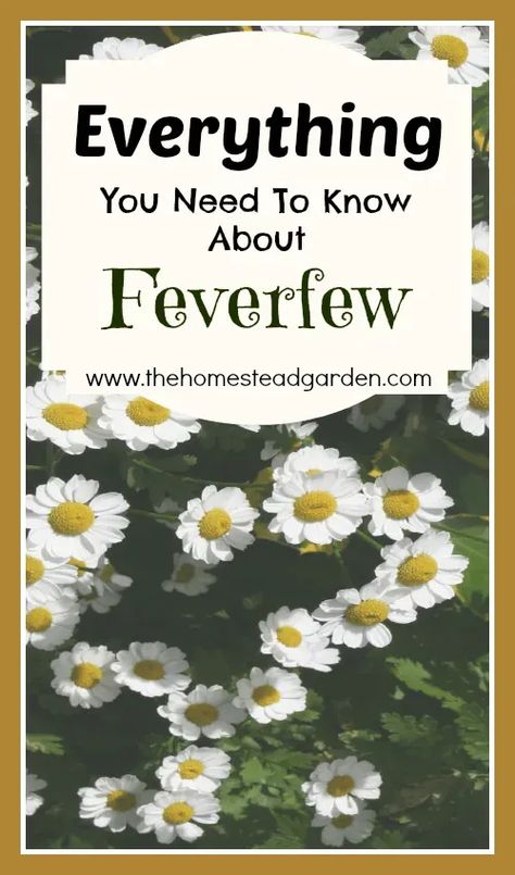 Everything You Need to Know About Feverfew Herbs For Headaches, Feverfew Plant, Natural Headache, Evergreen Bush, Medicinal Herbs Garden, Homestead Gardens, Migraine Relief, Herbal Healing, Herbs For Health