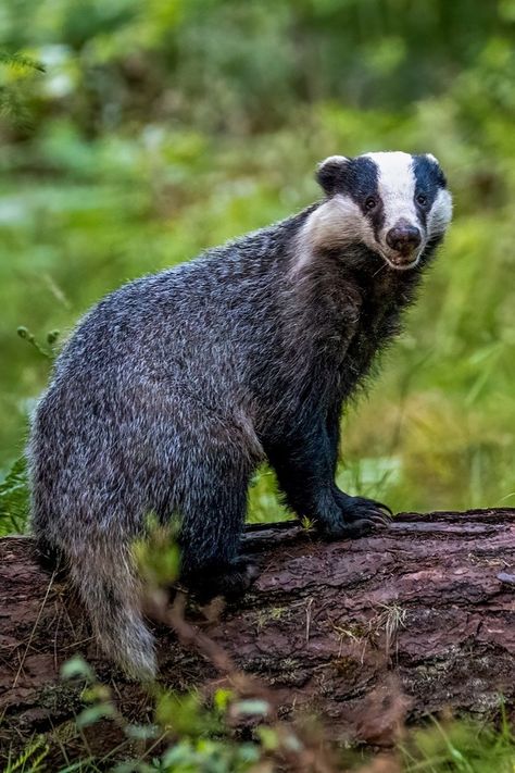 Cute Badger Drawing, Badger Reference, Badger Aesthetic, Badger Photography, Badger Drawing, British Animals, Badger Images, European Badger, Karen Miller