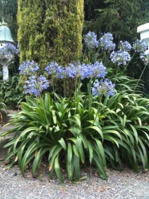 Lily Of The Nile Landscaping, Agapanthus Flower, Lily Of The Nile, Agapanthus Africanus, Rose Arch, African Lily, Garden Companion Planting, Peaceful Garden, Florida Landscaping