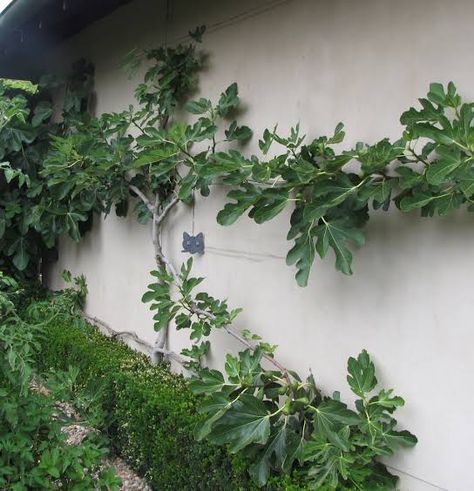 Potted Fig Tree Outdoor, Fig Espalier, Espalier Trees, Espalier Fruit Trees, Townhouse Garden, Citrus Garden, Growing Fruit Trees, Potager Garden, School Garden