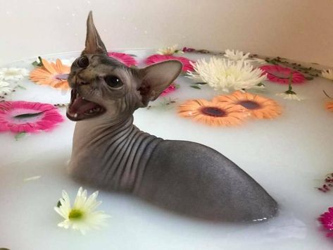 Cute Hairless Cat, Ideas For Cats, Sphinx Cat, Cats Aesthetic, Hairless Cat, Sphynx Cat, Cat Person, Cat Aesthetic, Horse Stuff