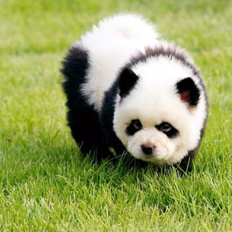 Chow chow puppy pandas Perros Chow Chow, Panda Puppy, Panda Dog, Chow Chow Puppy, Chow Chow Dogs, Cute Animal Pictures, Cute Creatures, Chow Chow, Panda Bear