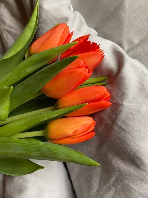 Orange Tulips, Flower Therapy, Winter Wallpaper, Pretty Flowers, Make Me Smile, Tulips, Beautiful Flowers, Vision Board, Photoshop