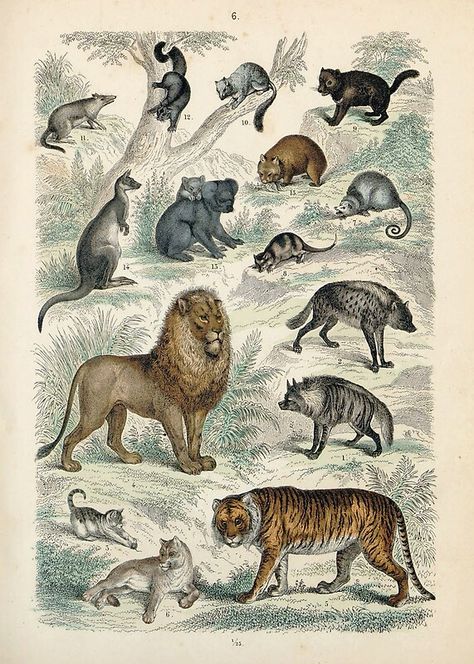 Vintage zoology illustration – Marsupials and big cats / From the Atlas sistemático de historia natural para uso de las escuelas y de las familias 1867 • Millions of unique designs by independent artists. Find your thing. Striped Hyena, Scientific Illustration, Cat Posters, Animal Posters, Hyena, Zoology, Antique Prints, Brown Bear, Illustration Print