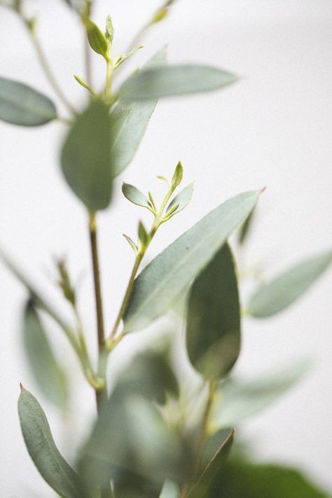 leaves | blue bouquet Nature Details, Wow Photo, Grand Hall, Blue Bouquet, Kansas City Wedding, Power Amp, Plant Aesthetic, Deco Floral, Best Garden