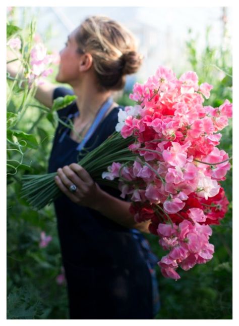 The secrets to growing extra long stemmed sweet peas from Floret Flower Farm. Growing Sweet Peas, Plant Kingdom, Growing Dahlias, Cut Flower Garden, Sweet Peas, Deco Floral, Spring Blooms, Flower Farm, Gardening For Beginners