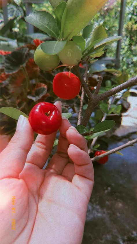 Barbados, How To Take Photos, Cherry, Fruit