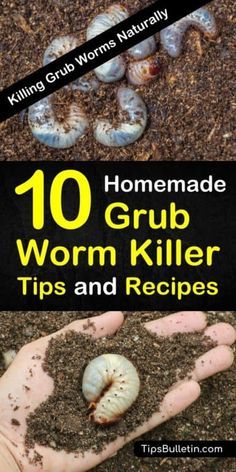 Grub Worms, Garden Tricks, Compost Container, Lawn Pests, Kill Bugs, Garden Remedies, Plant Pests, Japanese Beetles, Garden Insects