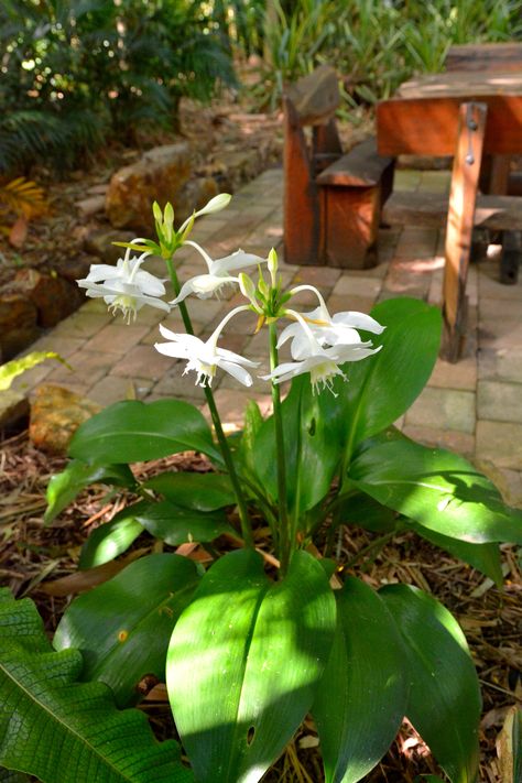 Amazon Lily, Amazon Lily Plant, Asian Lily, Licuala Grandis, Asiatic Lily, Red Asiatic Lily, Light Pink Flowers, Lily Plants, Shade Flowers