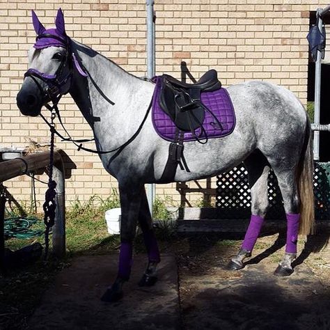 Stunning purple matching horse set Purple Tack Set, Lavender Horse Tack, Matching Horse Sets, Horse Matching Sets, Horse Tack Sets English, Matching Horse Tack, Purple Horse Tack, English Tack Sets, Horse Tack English