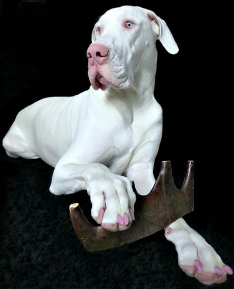 Rufio's sister, Wilma. She's a white, great dane. www.RufiosRumblings.com Patio Dog Door, White Great Dane, Great Dane Funny, Great Dane Puppies, Cute Dog Costumes, Dane Puppies, Giant Breeds, Great Danes, Puppy Kisses