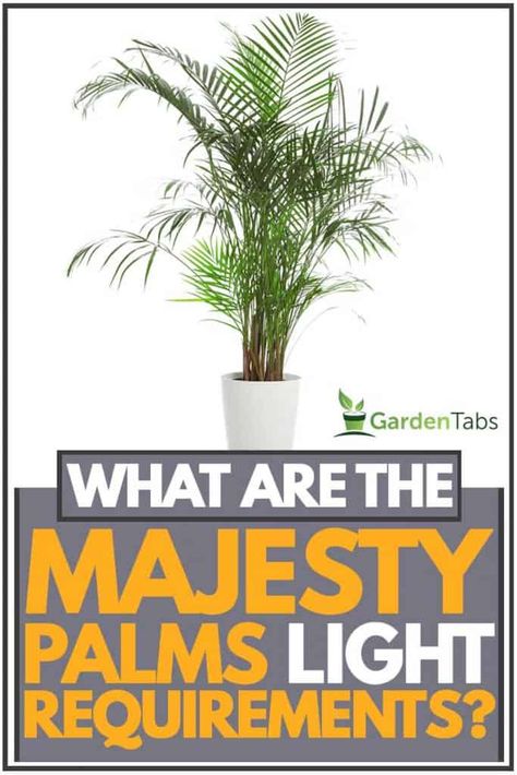 What Are The Majesty Palm’s Light Requirements? Article by GardenTabs.com #garden #gardening #gardendesign #gardenideas #gardeningtips Majesty Palm Outdoor, Majesty Palm Indoor, Majesty Palm Care, Palm Plant Indoor, Palm House Plants, Majesty Palm, Majestic Palm, Indoor Palms, Plant Lights