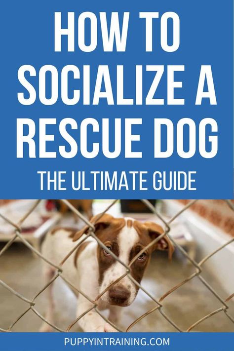 Rescue Dog Tips, How To Train A Rescue Dog, Training A Rescue Dog, How To Socialize Your Dog, How To Start An Animal Rescue, Puppy Rescue, Rescue Dogs For Adoption, Socializing Dogs, Puppy Barking