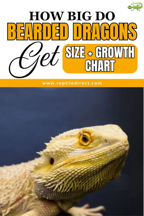 Promotional image featuring a close-up of a bearded dragon with the title 'How Big Do Bearded Dragons Get' in bold text. Below the title, a yellow box reads 'Size + Growth Chart.' Dragon Size Chart, Bearded Dragon Care, Growth Charts, Good Environment, Pet Care Tips, Growth Chart, Pet Owner, Bearded Dragon, Pet Owners