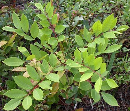 Poison Ivy, Oak, Sumac...And Always Remember; Leaves of three – Leave it be! Poison Sumac Rash, Poison Sumac Plant, Poison Oak Rash, Sumac Plant, Poison Ivy Plants, Poison Sumac, Fels Naptha, Poison Oak, List Of Vegetables