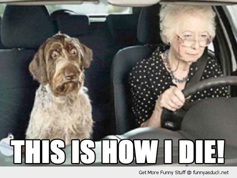 Funny meme of a dog driving with an old lady and the dog looks very scared. Meme Photo, Humor Animal, Funny Dog Pictures, Old Lady, Picture Captions, E Card, Dog Face, Funny Animal Pictures, Bones Funny