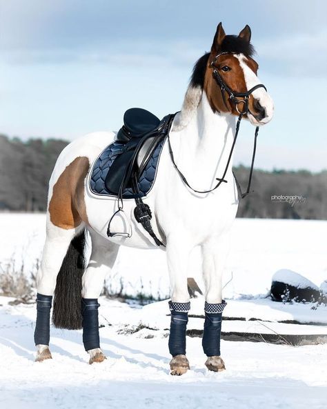 Aesthetic Horses, Sarah Stone, Dapple Grey Horses, 3 Horses, Equestrian Aesthetic, Horse Aesthetic, Grey Horse, My True Love, Cute Horses