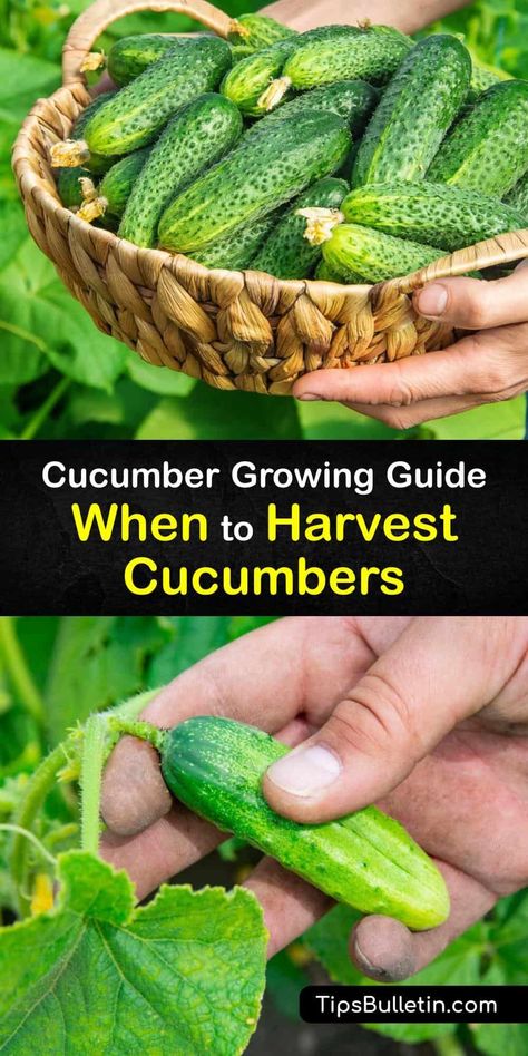 When To Harvest Cucumbers, Cucumber Growing, Burpless Cucumber, Cucumber Seedlings, How To Grow Cucumbers, Cucumber Plants, Grow Cucumbers, Cucumber Varieties, Cucumber Gardening