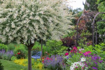 Dappled Willow Tree, Pink Perennials, Dappled Willow, Front Landscaping, Plant Diseases, Citrus Trees, Potted Trees, Tree Care, Diy Garden Projects