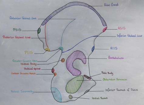 Bony Landmarks, Anatomy Diagrams, Nursing School Studying Cheat Sheets, Bone Anatomy, Hesi A2, Biology Diagrams, Physical Therapy School, Sport Science, Medical Stickers