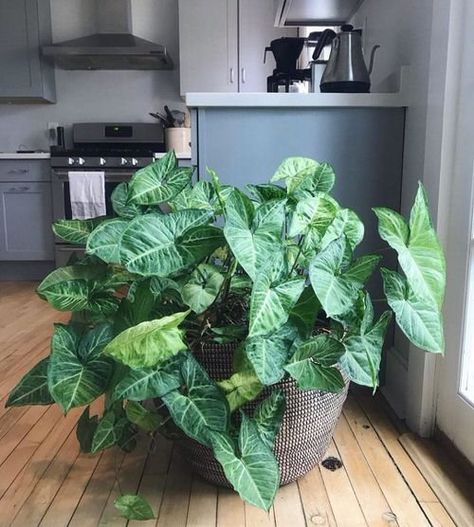 Indoor Plant Trellis, Snake Plant Care, Porch Plants, Arrowhead Plant, Plant Goals, Potted Plants Outdoor, Flower Garden Design, Inside Plants, Indoor Plant Care