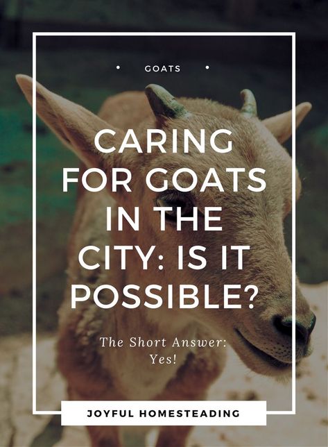 Backyard Goats, Types Of Goats, Goat Milking, Goat Care, Pergola Pictures, Boer Goats, Raising Goats, Making Plant Pots, Goat Farm