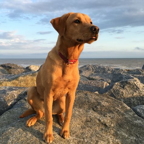 Gorgeous fox red labrador at sunset...looks like our Baby Ky❤️ Ginger Labrador, Red Dogs, Fox Labrador, Red Fox Labrador, White Doberman Pinscher, Black Doberman, Fox Red Labrador, Red Labrador, Golden Retriever Funny