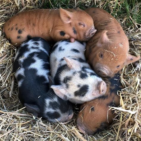 thought the novelty of having a nest of little fatties might wear off eventually but it has not yet. by startafarm Pig Photos, Pigs Farm, Kune Kune Pigs, Pot Belly Pigs, Down On The Farm, Pigs, Great Photos, Animal Photography, Farm Animals