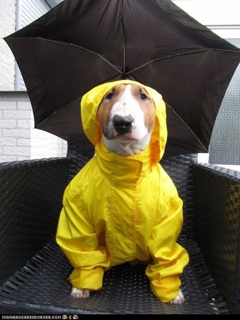 raincoat Mini Bull Terrier, Mini Bull Terriers, Raincoat Outfit, English Bull Terriers, Coat Outfit, Bull Terrier Dog, English Bull, Scottish Terrier, Mellow Yellow