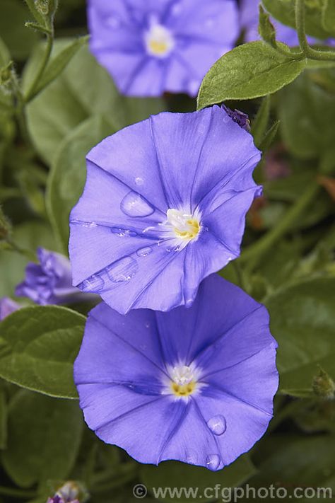 Convolvulus sabatius (syn. Convolvulus mauritanicus), a spreading, summer-flowering groundcover from Italy and northern Africa. It can be used in gardens to cover low banks or spill over walls. More Convolvulus Photos. Convolvulaceae Convolvulus Sabatius, Pictures Of Plants, Northern Africa, Morning Glory Flowers, Morning Glories, Flower Bucket, Handmade Flowers Paper, Plant Pictures, Ornamental Grasses