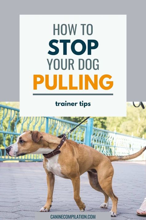 If your dog pulls you around everywhere, you have to read this! Learn how to stop your dog from pulling on leash and get a lovely loose-leash walk that will make your dog walking much more enjoyable! Loose Leash Walking, Dog Leash Training, Labradoodle Dogs, Dog Advice, Dog Behavior Problems, Dog Potty Training, House Training Dogs, Dog Training Advice, Leash Training