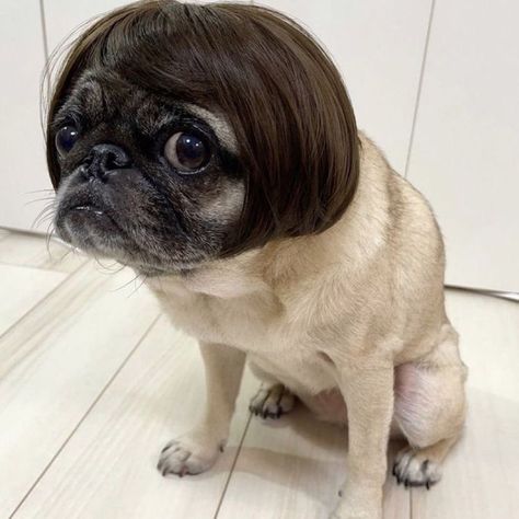 Bulldog Meme, French Bulldog Meme, My Bae, Baby Pugs, New Haircut, Funny Photography, Hair Setting, New Haircuts, Instagram Repost