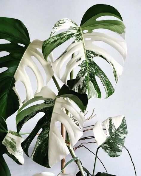 Monstera Borsigiana, White Monstera, Monstera Plant Care, Monstera Albo, Household Plants, Plant Parent, Inside Plants, White Plants, Variegated Plants