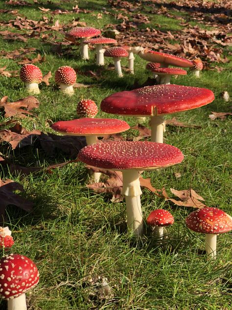 Mushroom Photos Nature, Pretty Mushrooms, Mushroom Room, Fairy Mushroom House, Witches Circle, Hay Bale Art, Mushroom Core, Red Mushrooms, Mushroom Plant