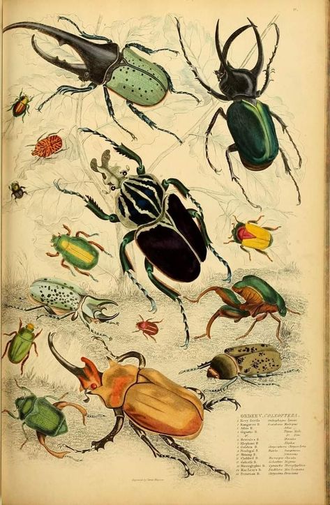 Scientific Drawing, Illustration Kunst, Bug Art, Illustration Botanique, Beautiful Bugs, Insect Art, Harvard University, Scientific Illustration, Art Et Illustration