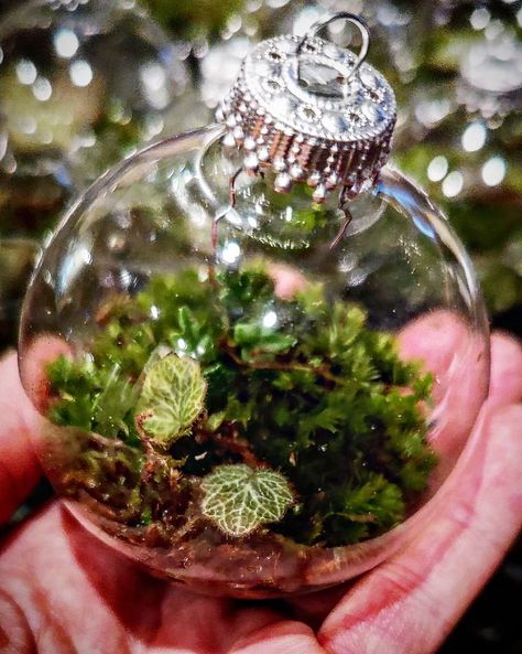 Ms. Moss Potter on Instagram: “Will you decorate your Christmas tree with these? . . . . . . . . #terrariums #ornaments #christmasdecor #christmas #christmasornaments…” Terrarium Christmas Ornaments Diy, Moss Ornaments, Christmas Terrariums, Terrarium Ornaments, Lizard Terrarium, Clear Ornaments, Diy Ornaments, Glass Terrarium, Craft Night