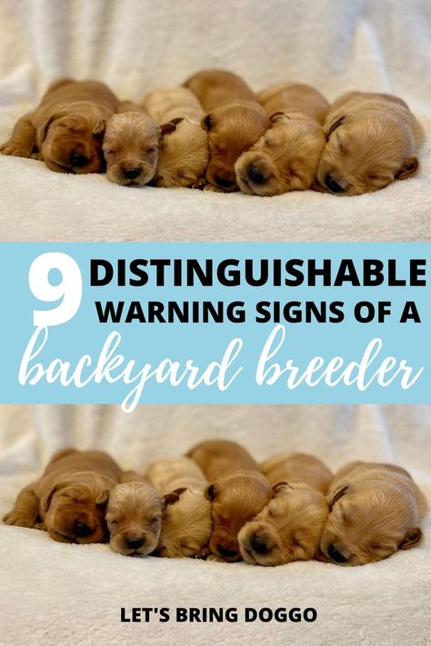 What is a backyard breeder? Raising A Litter Of Puppies, Puppy Kit From Breeder, Raising A Puppy, Puppy Breeding Setup, Puppy Socialization Ideas, How To Become A Dog Breeder, Puppy Take Home Kit From Breeder, Puppy Litter Pictures, Puppy Packs Breeder