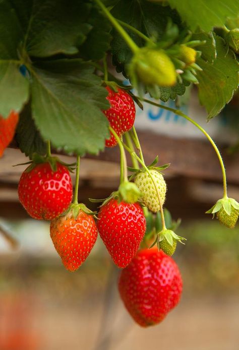 When To Plant Strawberries, Strawberry Runners, Strawberry Vine, Strawberry Beds, Strawberry Plant, Potato Vines, Cat Plants, Veggie Patch, Growing Strawberries