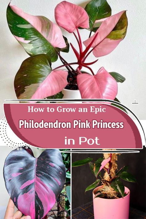 Pink Pothos Plant, Large Pink Princess Philodendron, Pink Micans Philodendron, Repotting Pink Princess Philodendron, Philodendron Pink Princess Plant, Phylodendrum Pink Princess, Pink Princess Philodendron Propagation, Pink Princess Philodendron Tattoo, Blushing Philodendron