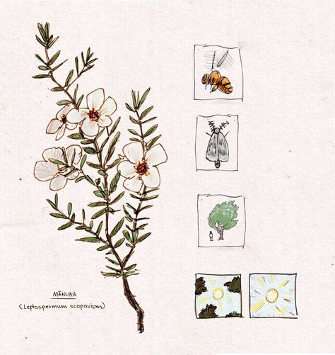 Manuka Flower Tattoo, Manuka Tattoo, Manuka Flower, I Am An Artist, Pencil Pen, Illustration Drawing, Native Plants, An Artist, Line Drawing