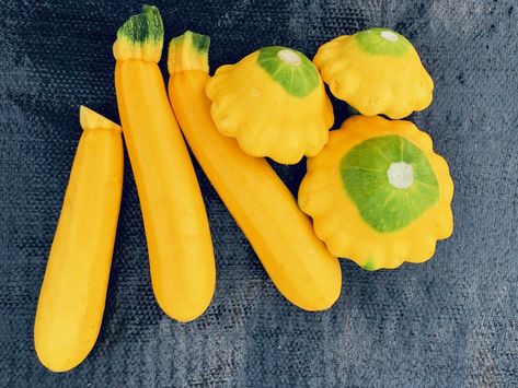 How to Store Summer Squash, Patty Pan Squash, and Zucchini - Perkins' Good Earth Farm Squash Patties, Pan Squash, Zucchini Pasta Recipes, Zucchini Recipes Baked, Squash And Zucchini, Zucchini Patties, Yellow Zucchini, Zucchini Recipes Healthy, Zucchini Banana Bread