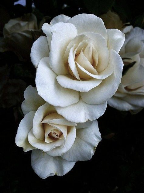 Rose Reference, Black And White Roses, Belle Rose, Colorful Roses, Love Rose, Shades Of White, Flower Beauty, Beautiful Blooms, Love Flowers