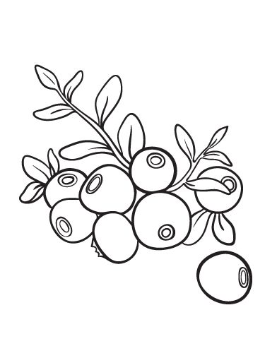 Printable blueberry coloring page. Free PDF download at http://coloringcafe.com/coloring-pages/blueberry/. Blueberry Line Drawing, Blueberry Coloring Page, Blueberry Branch Drawing, Blueberry Branch Illustration, Fruits Outline Pictures, Strawberry Shortcake Coloring Pages, Fruit Coloring, Food Coloring Pages, Fruit Coloring Pages