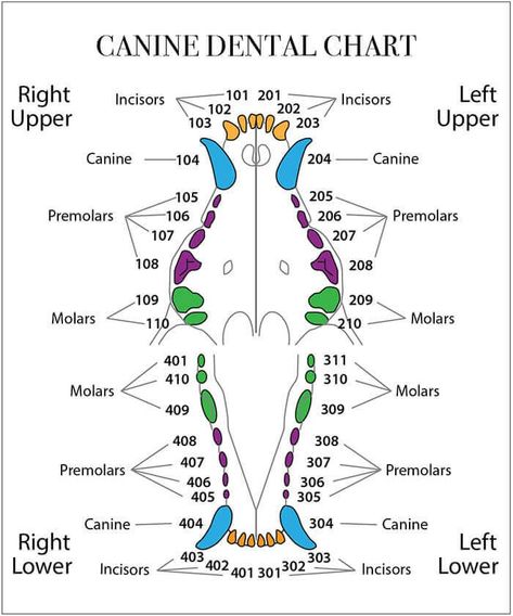 Baby Tooth Chart, Teeth Diagram, Chart Dog, Vet School Motivation, Veterinarian Technician, Vet Tech School, Veterinary Tech, Vet Tech Student, Vet Technician