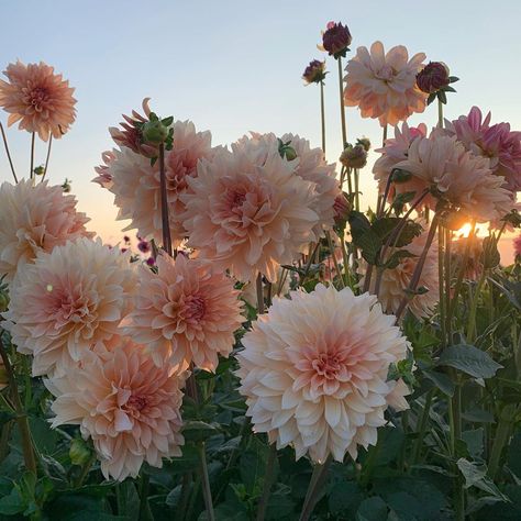 Planting Dahlias, Herbaceous Perennials, Dahlia Flower, Flowers Pink, Flowers Perennials, Summer Photos, Flower Lover, Flowers Nature, Flower Seeds