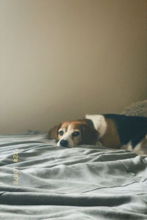 Old Beagle Dog, Beagle Puppy Aesthetic, Beagle Aesthetics, Beagle Wallpaper, Beagle Pictures, Fox Aesthetic, Puppy Aesthetic, Aesthetic Dogs, Miss My Dog