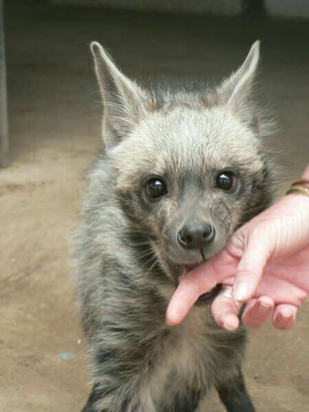 Striped Hyena, African Wild Dog, Wild Dogs, Cute Animal Photos, Hyena, Weird Animals, Sweet Animals, Animals Images, Animal Photo